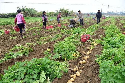 土豆怎么种植视频,视频教程详解