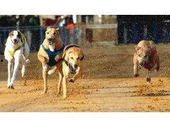 格力犬撵兔视频,精彩瞬间尽收眼底